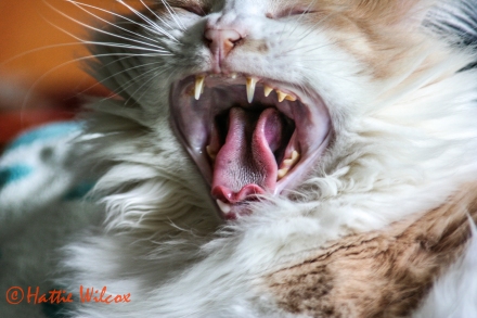 Hattie Wilcox-Louie yawns_0681-1